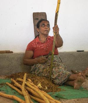 Ceylon Cinnamon Chips – Alba